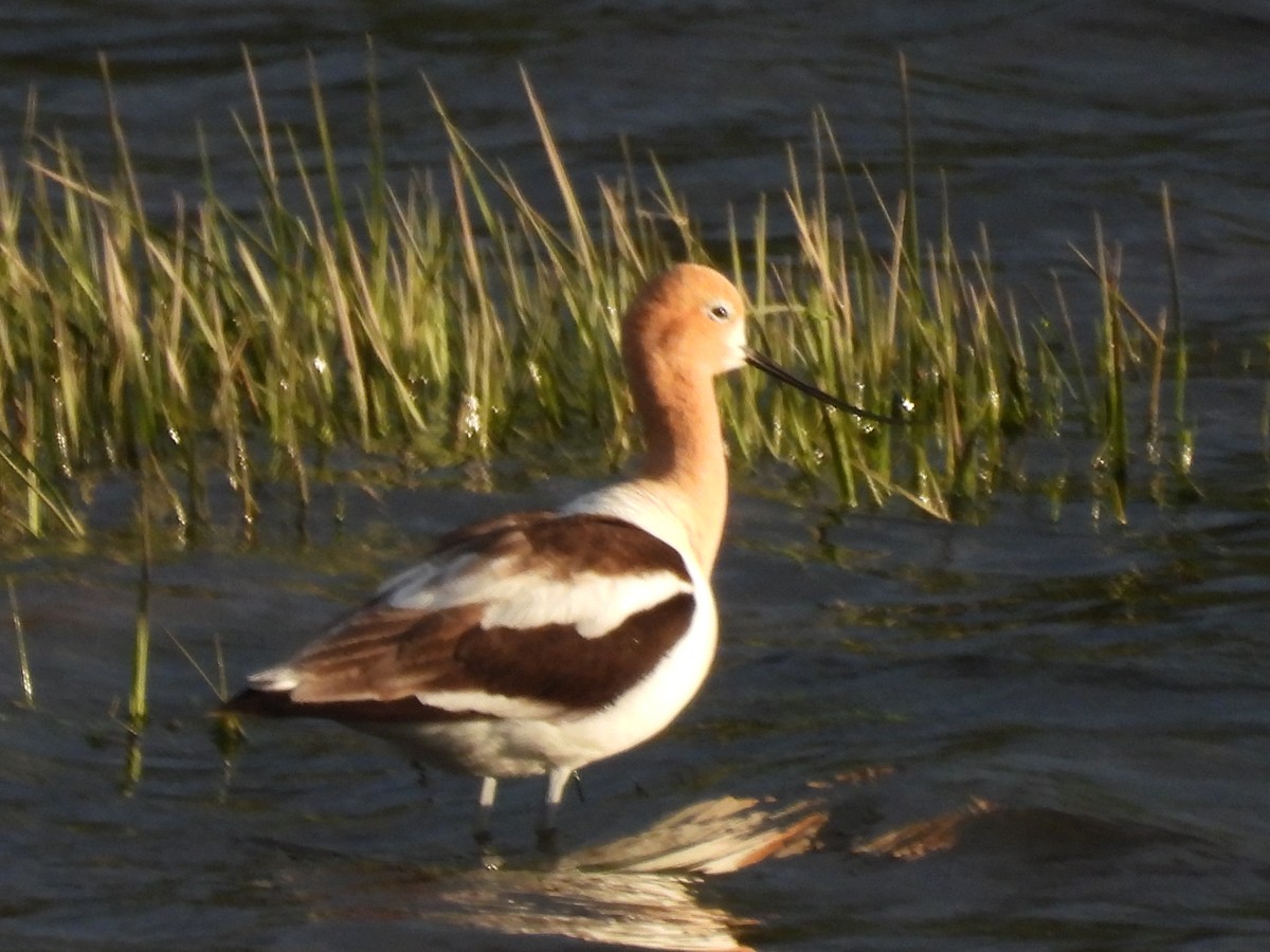 Avocette d'Amérique - ML620544793