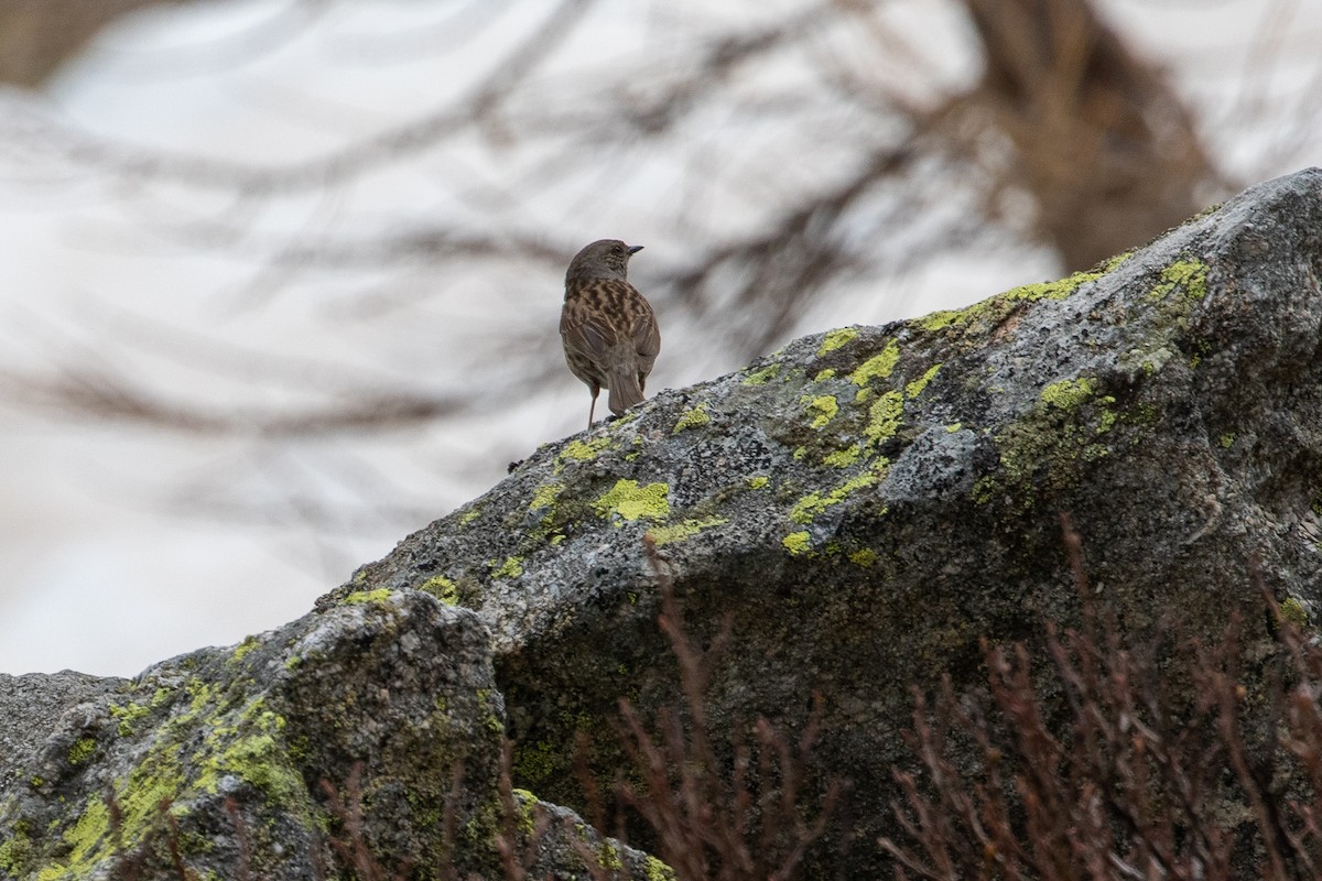 Dunnock - ML620544796