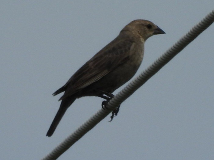 Brown-headed Cowbird - ML620544802