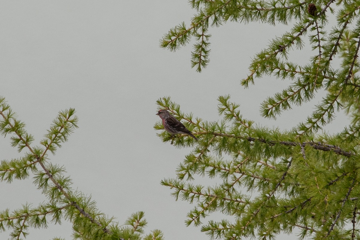 Lesser Redpoll - ML620544808