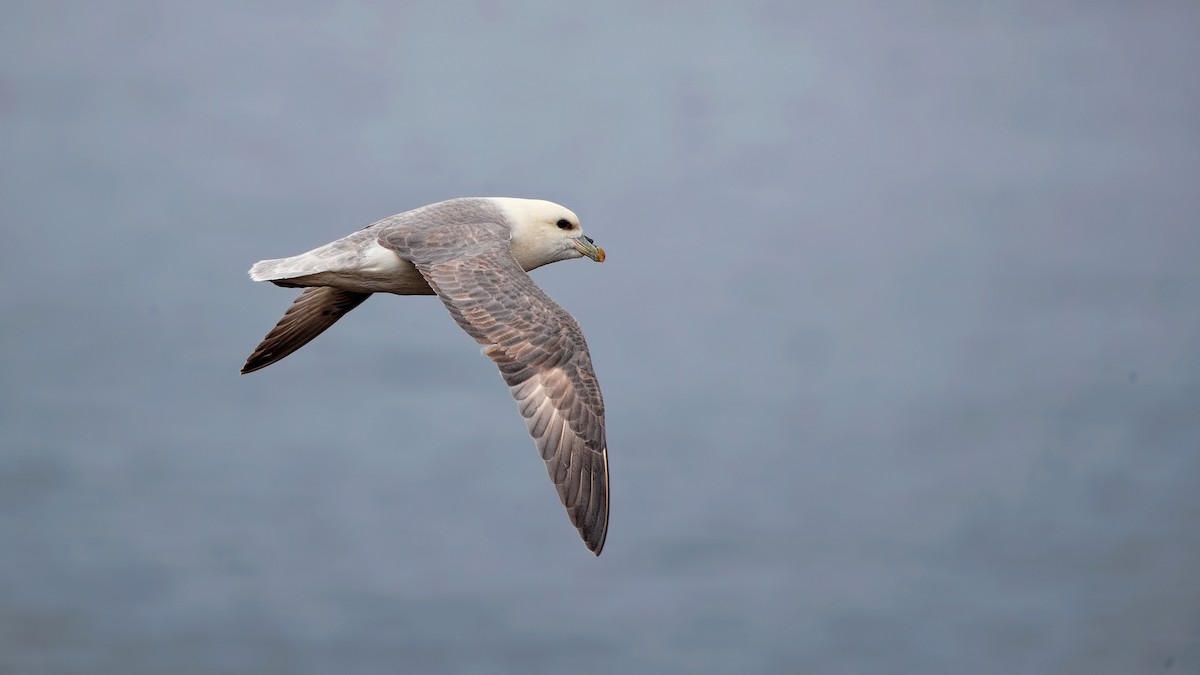 Northern Fulmar - ML620544813