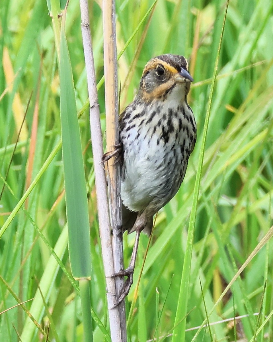 Saltmarsh Sparrow - ML620544815