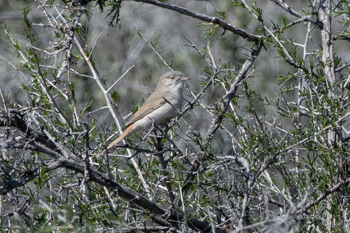 漠地林鶯 - ML620544818