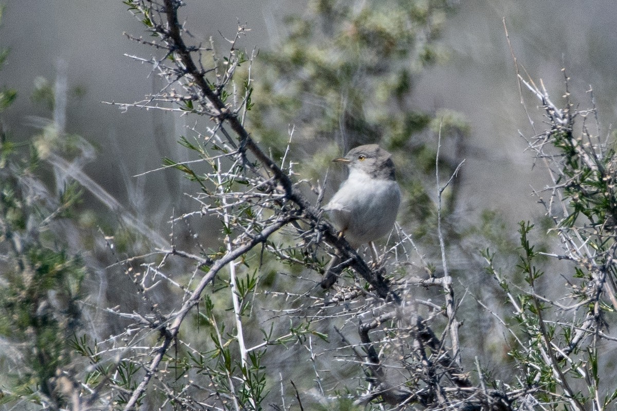 Asian Desert Warbler - ML620544822