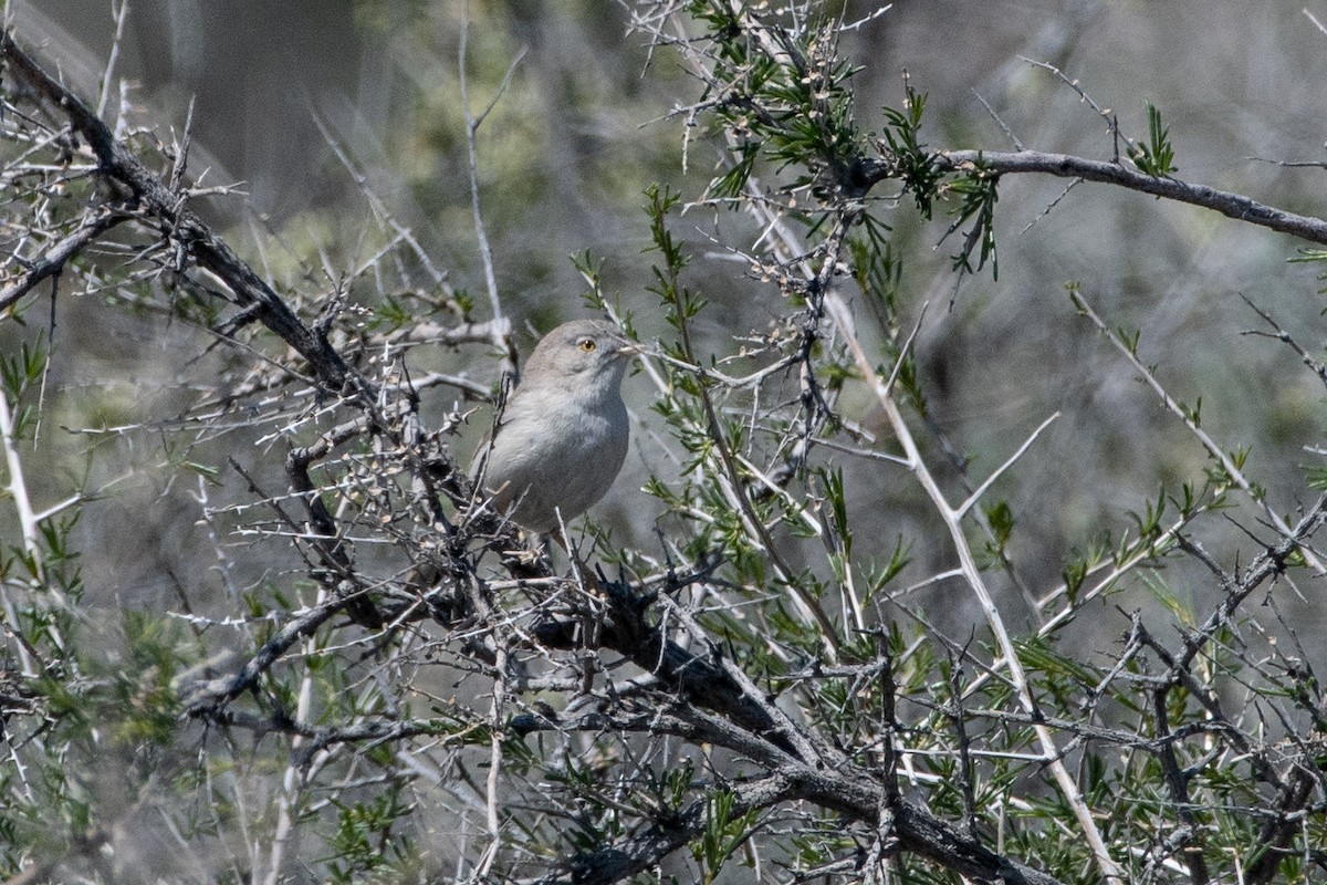 Asian Desert Warbler - ML620544824