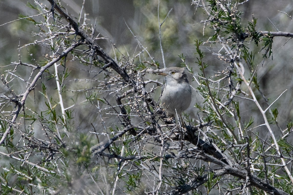 Asian Desert Warbler - ML620544826