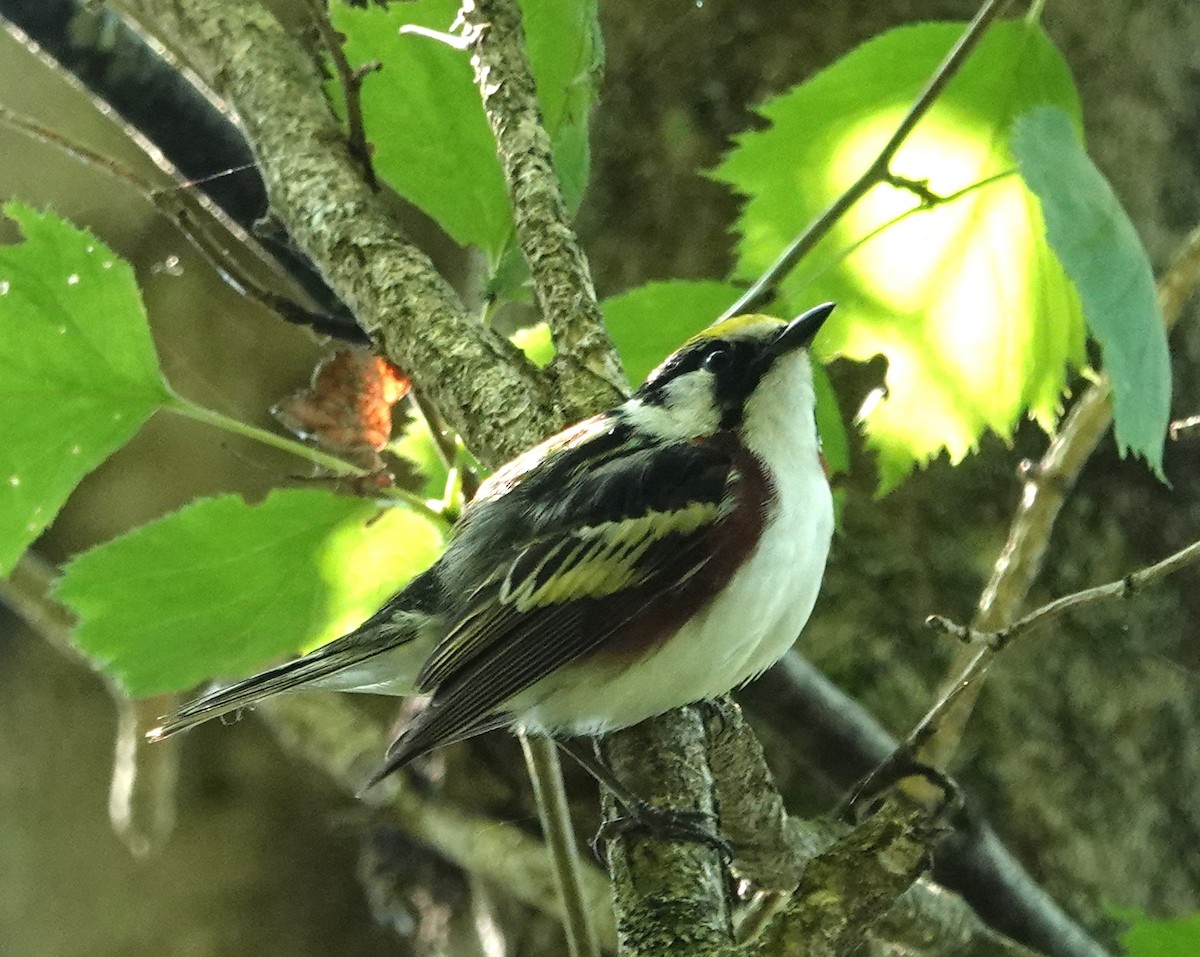 Chestnut-sided Warbler - ML620544829