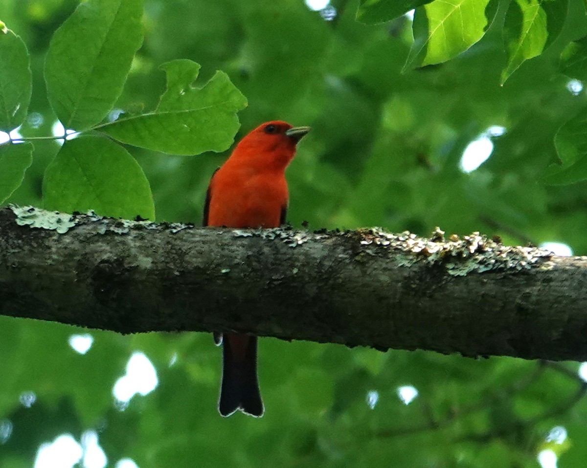 Scarlet Tanager - ML620544831