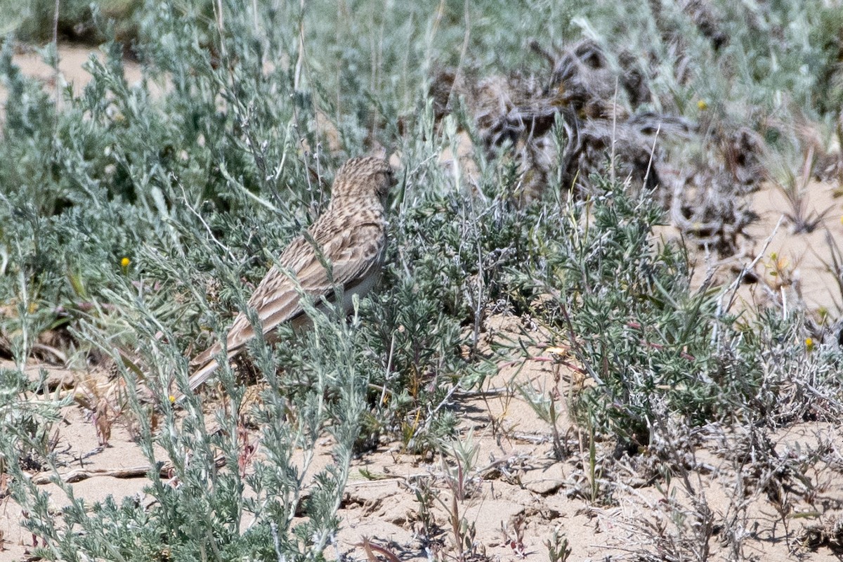 Turkestan Short-toed Lark - ML620544840