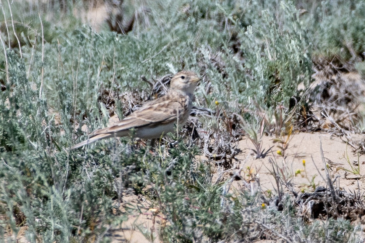 Turkestan Short-toed Lark - ML620544843