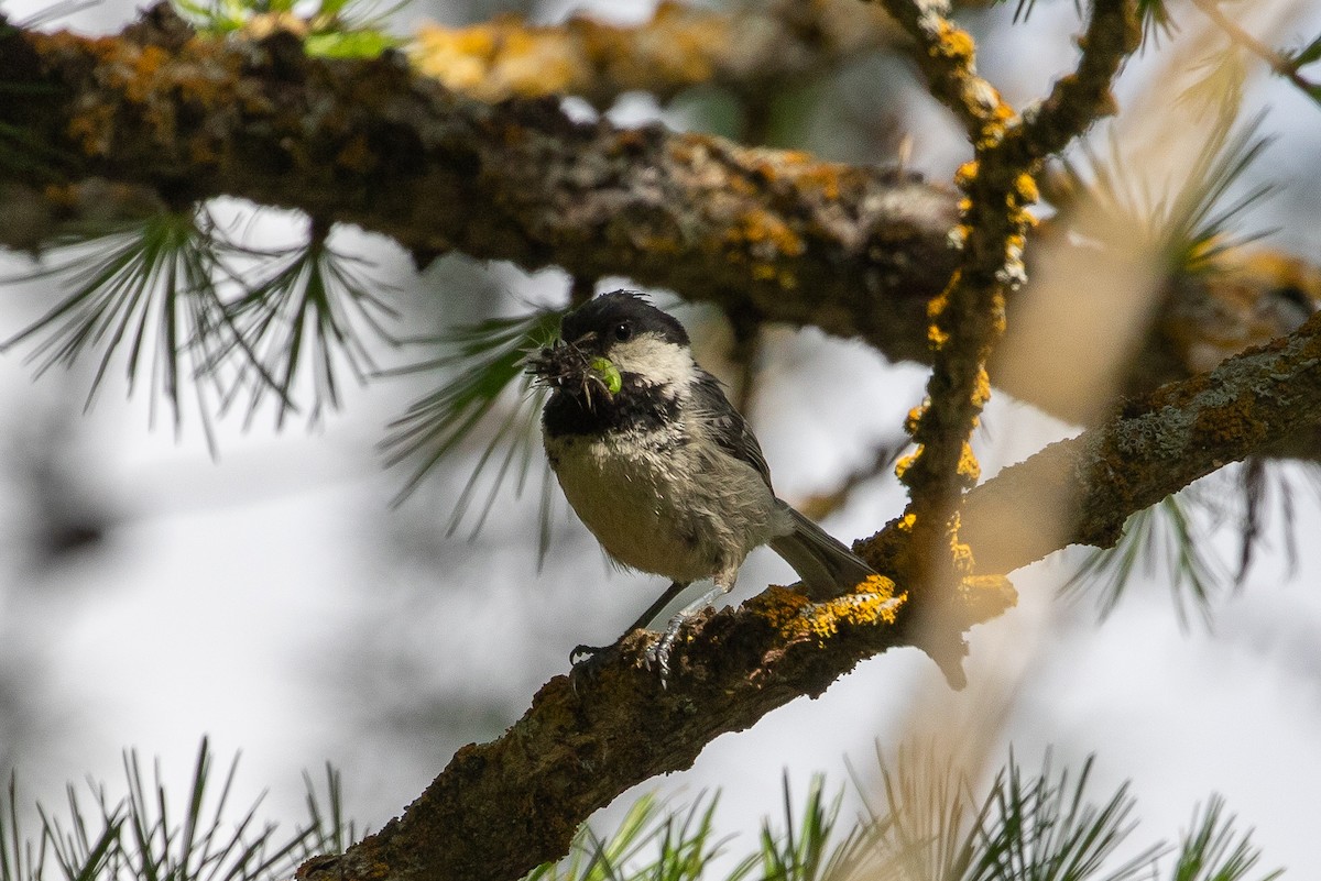 Coal Tit - ML620544855