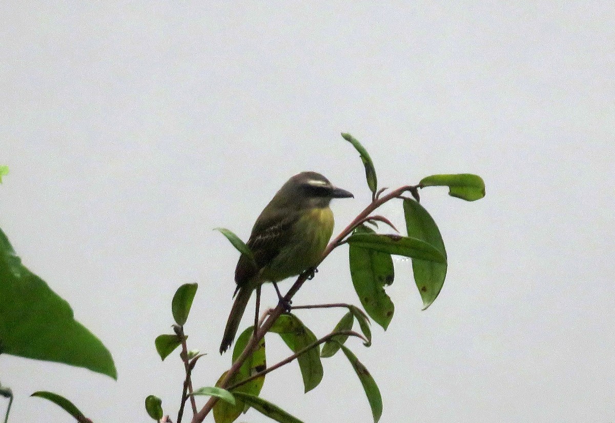 Golden-bellied Flycatcher - ML620544858