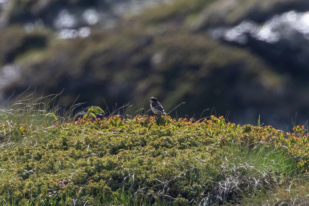 Whinchat - ML620544867
