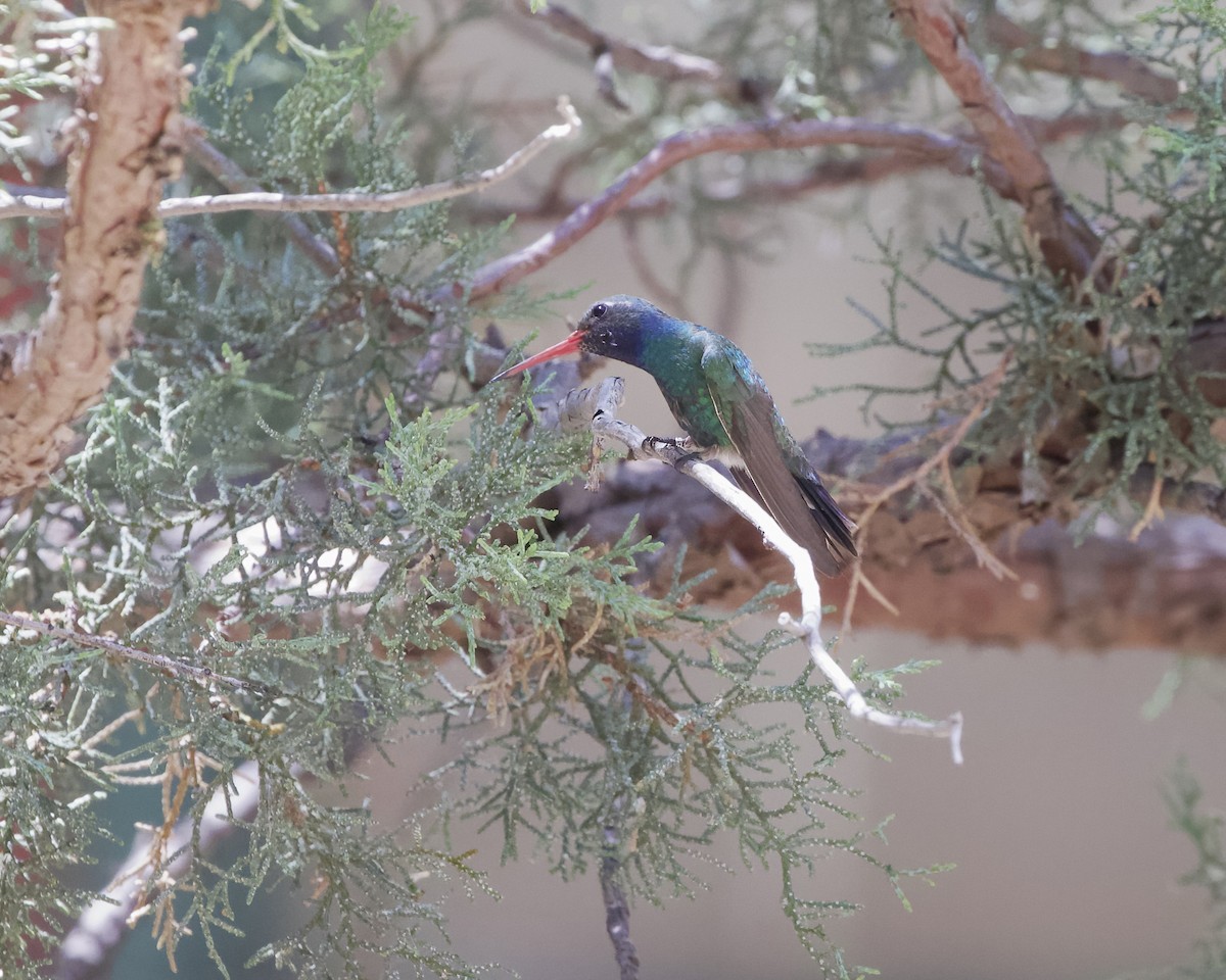 Broad-billed Hummingbird - ML620544871