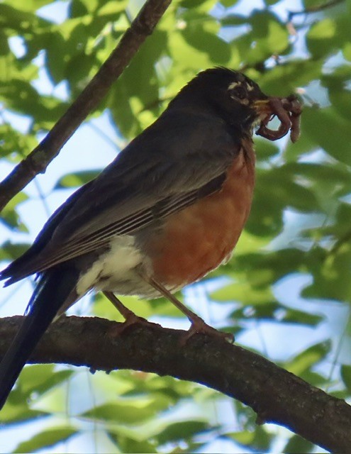 American Robin - ML620544872