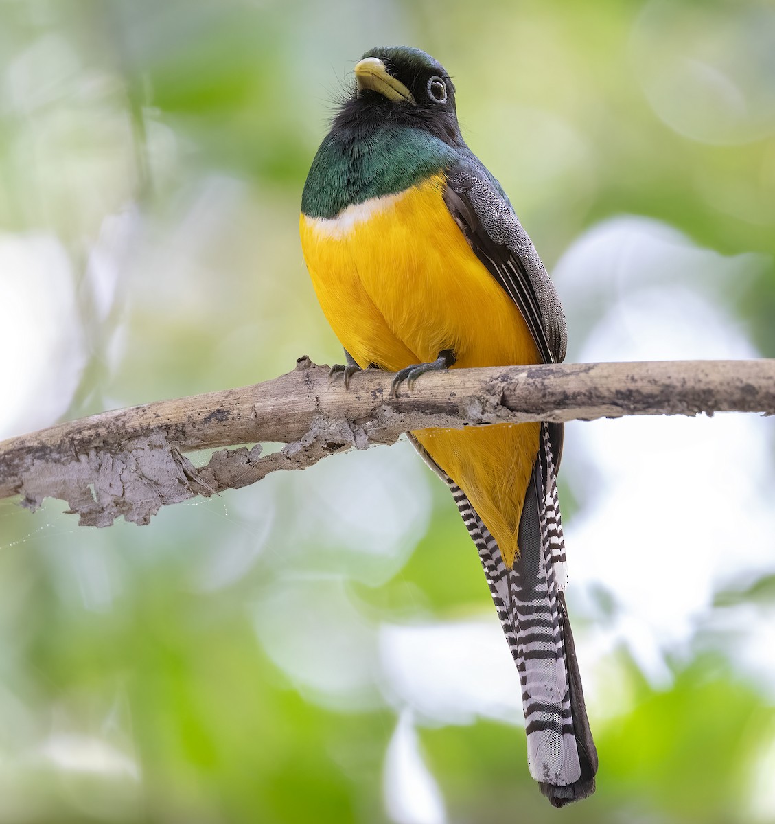 Northern Black-throated Trogon - Hubert Janiszewski