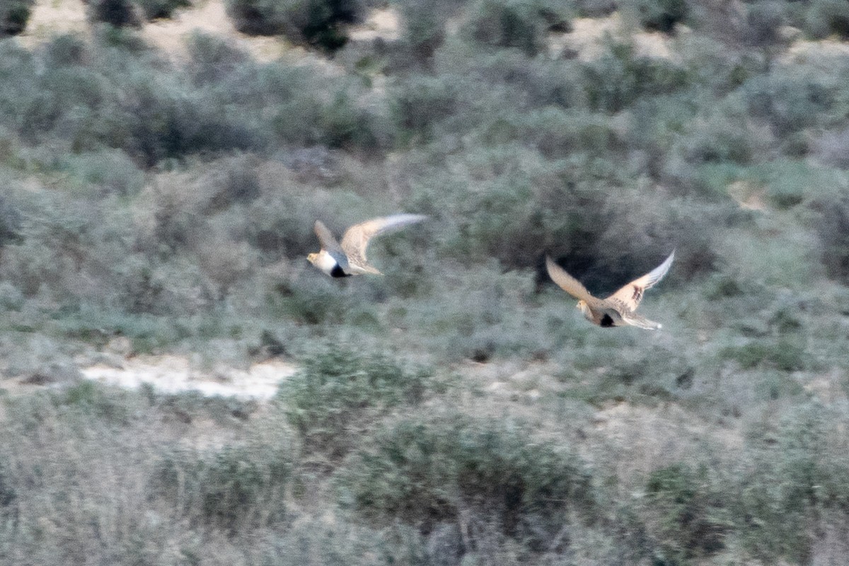 Pallas's Sandgrouse - ML620544877