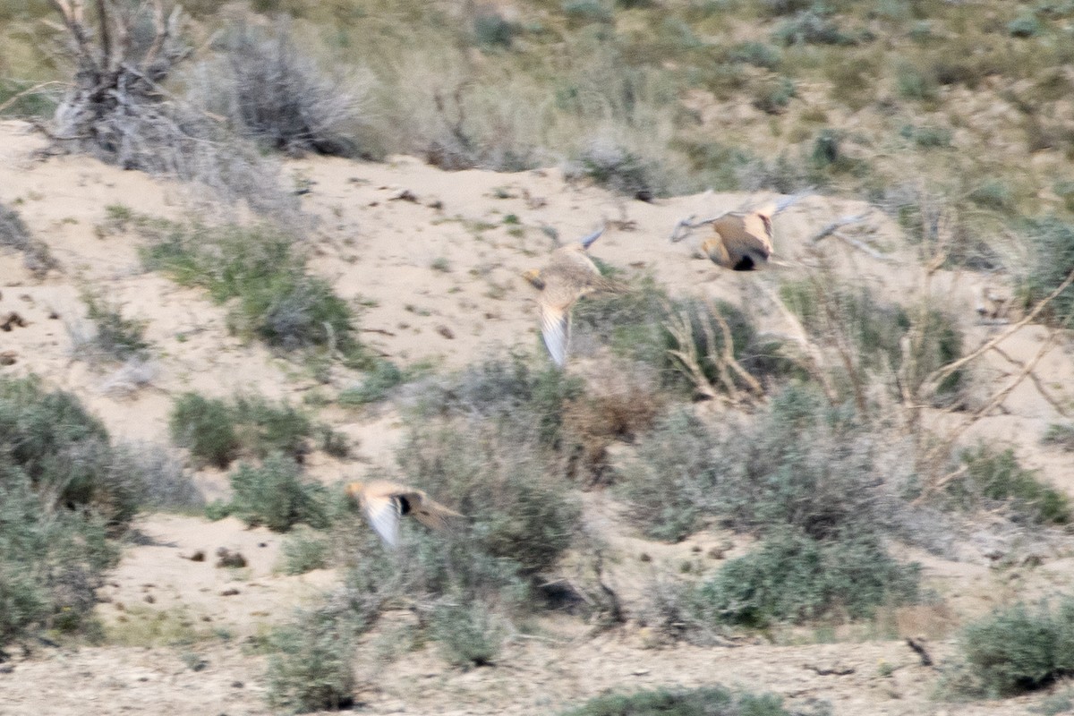 Pallas's Sandgrouse - ML620544878