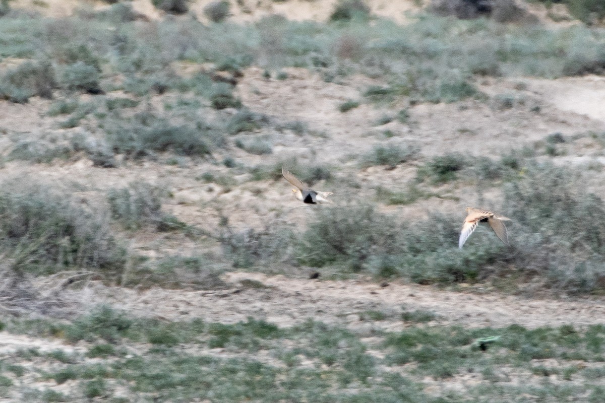 Pallas's Sandgrouse - ML620544880