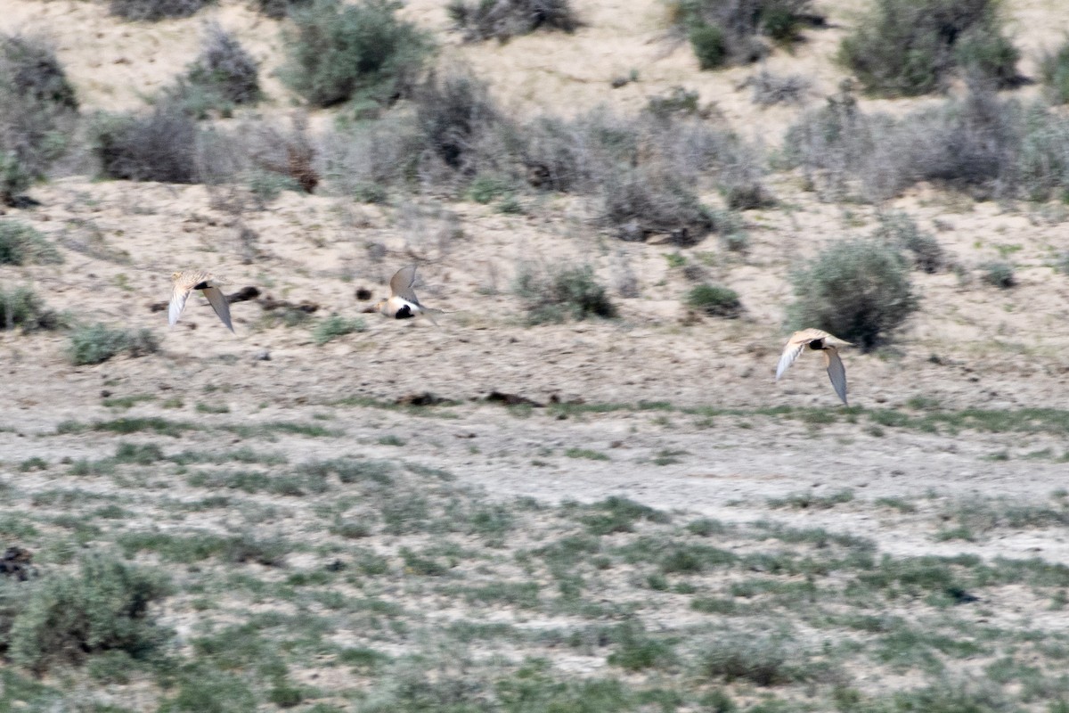 Pallas's Sandgrouse - ML620544881