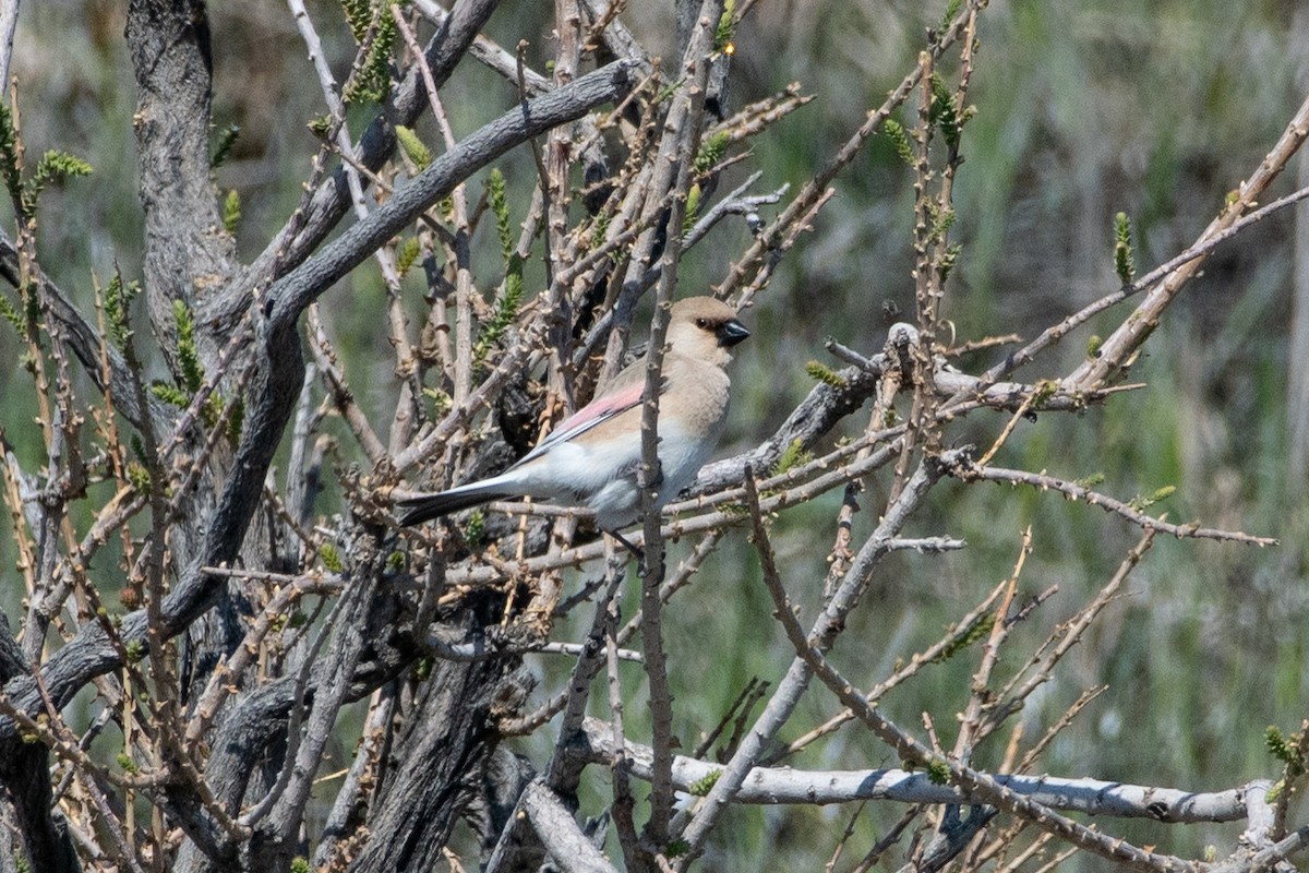 Desert Finch - ML620544885