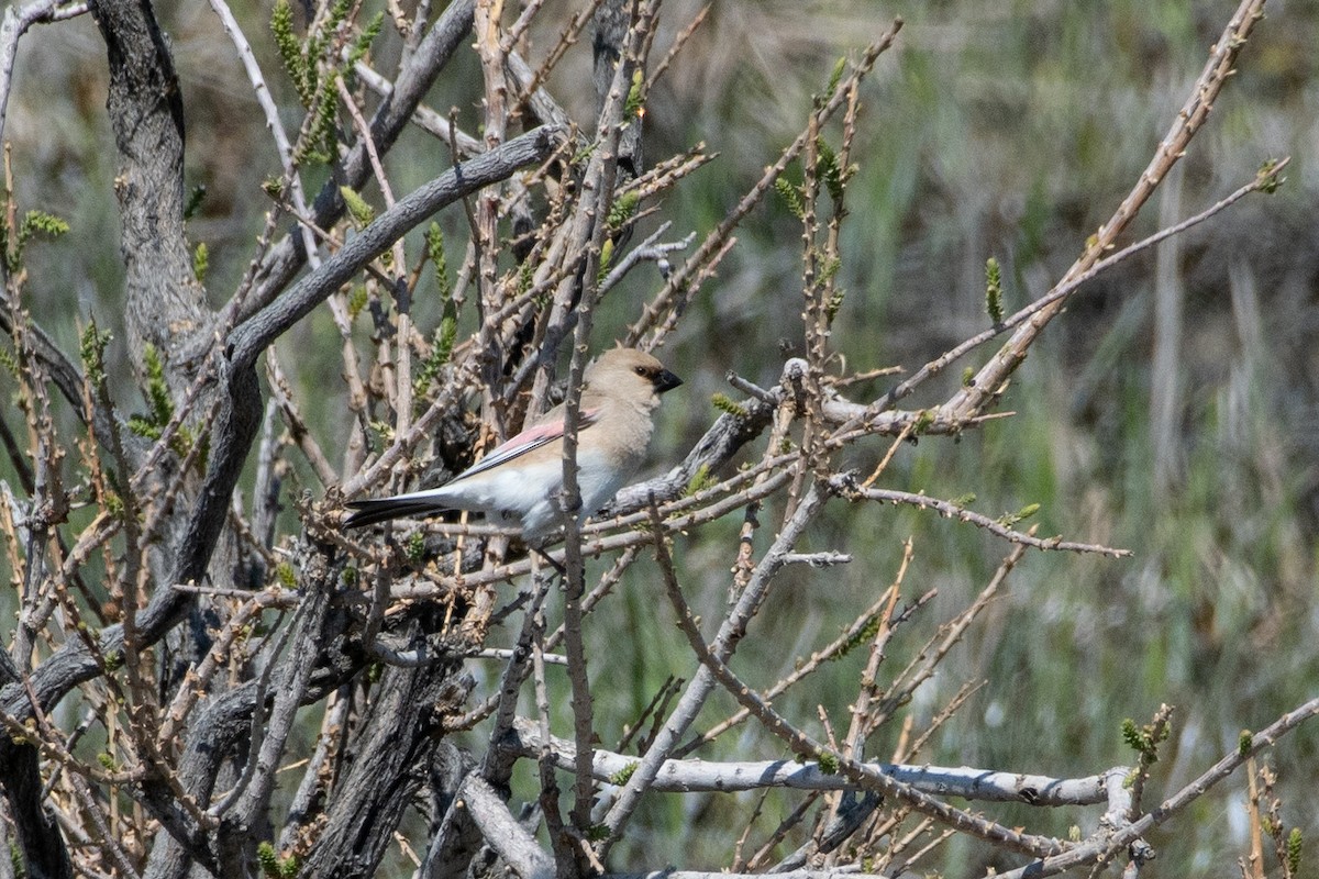 Desert Finch - ML620544887