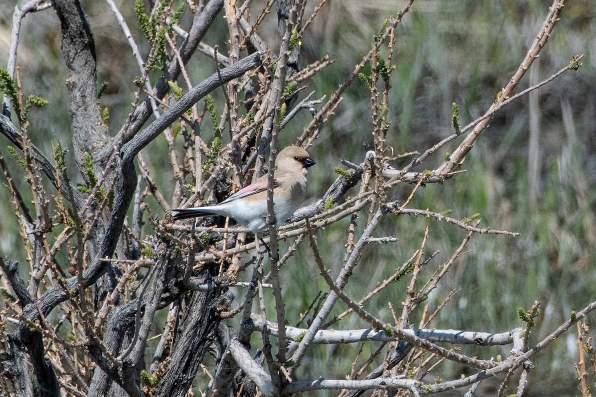 ハシグロナキマシコ - ML620544888