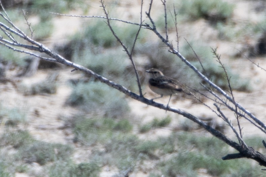 Tarabilla Siberiana (grupo maurus) - ML620544897