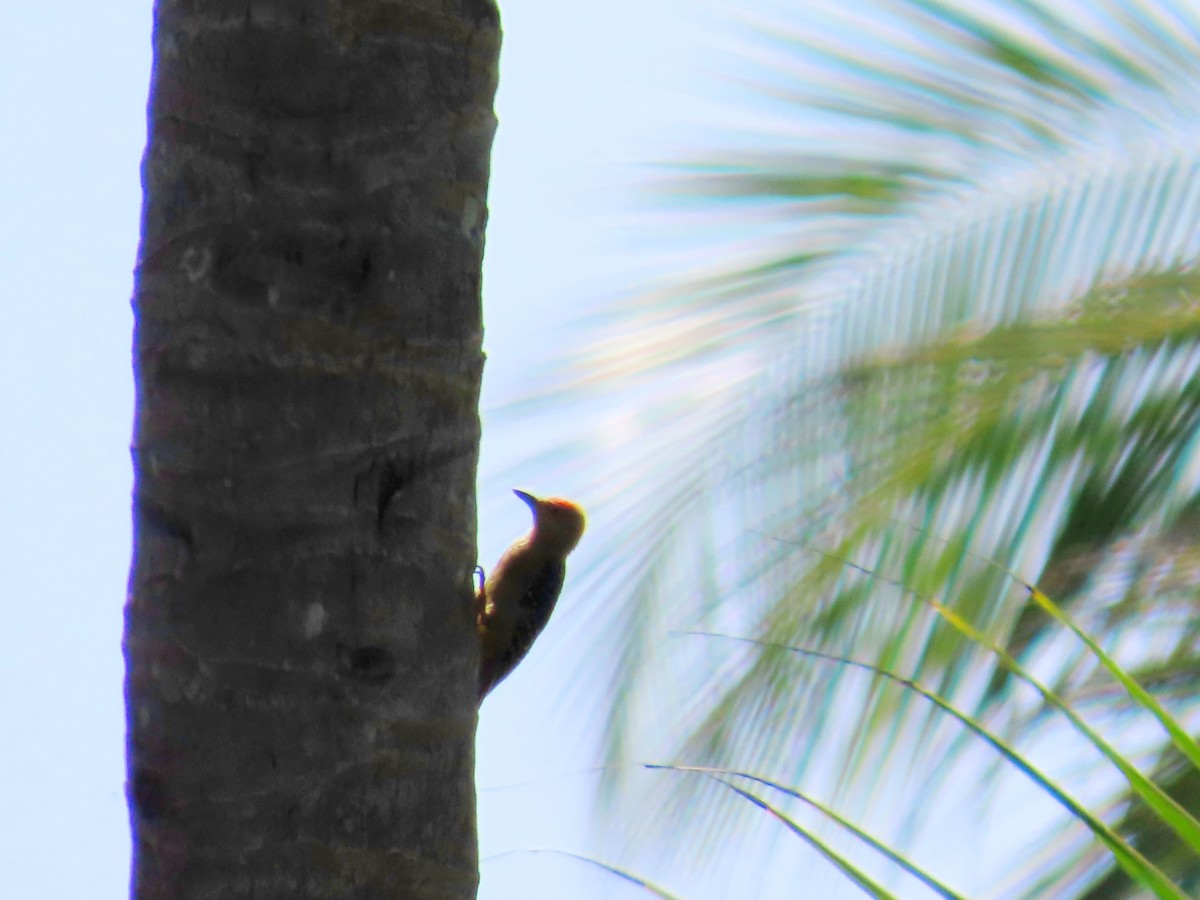 Red-crowned Woodpecker - ML620544901