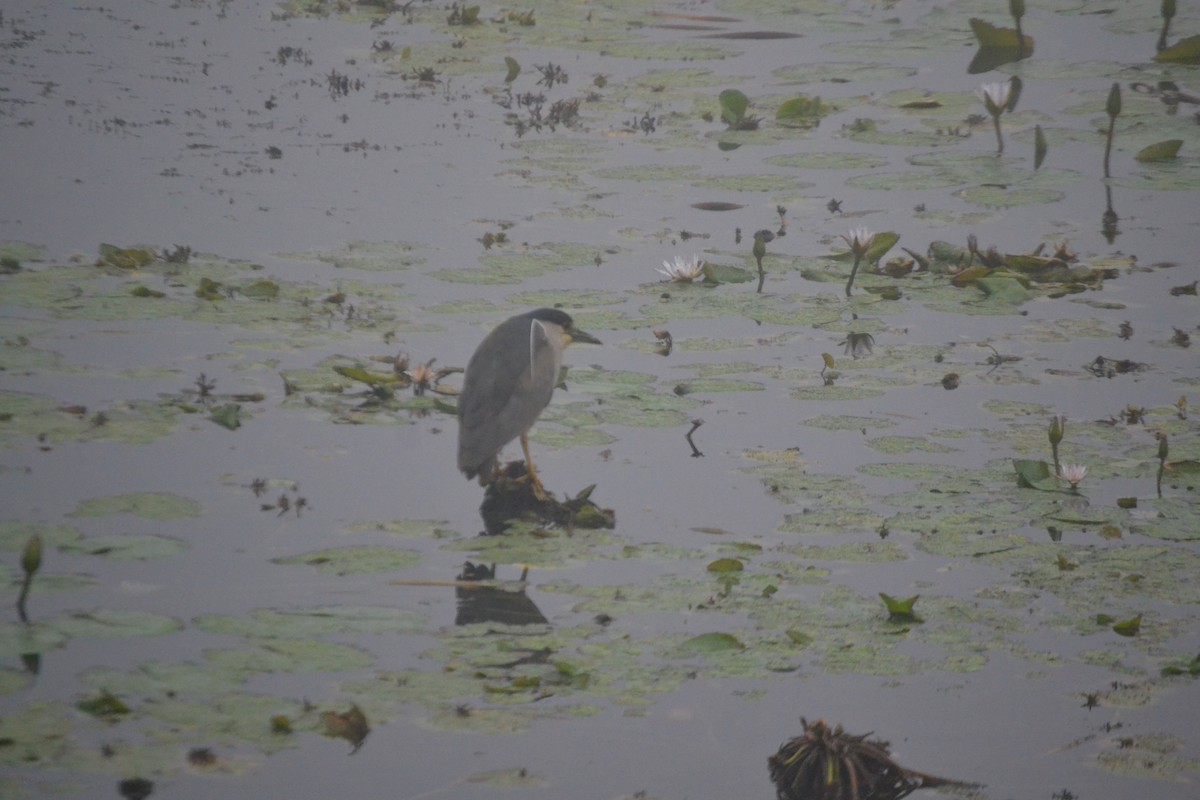 Black-crowned Night Heron - ML620544903