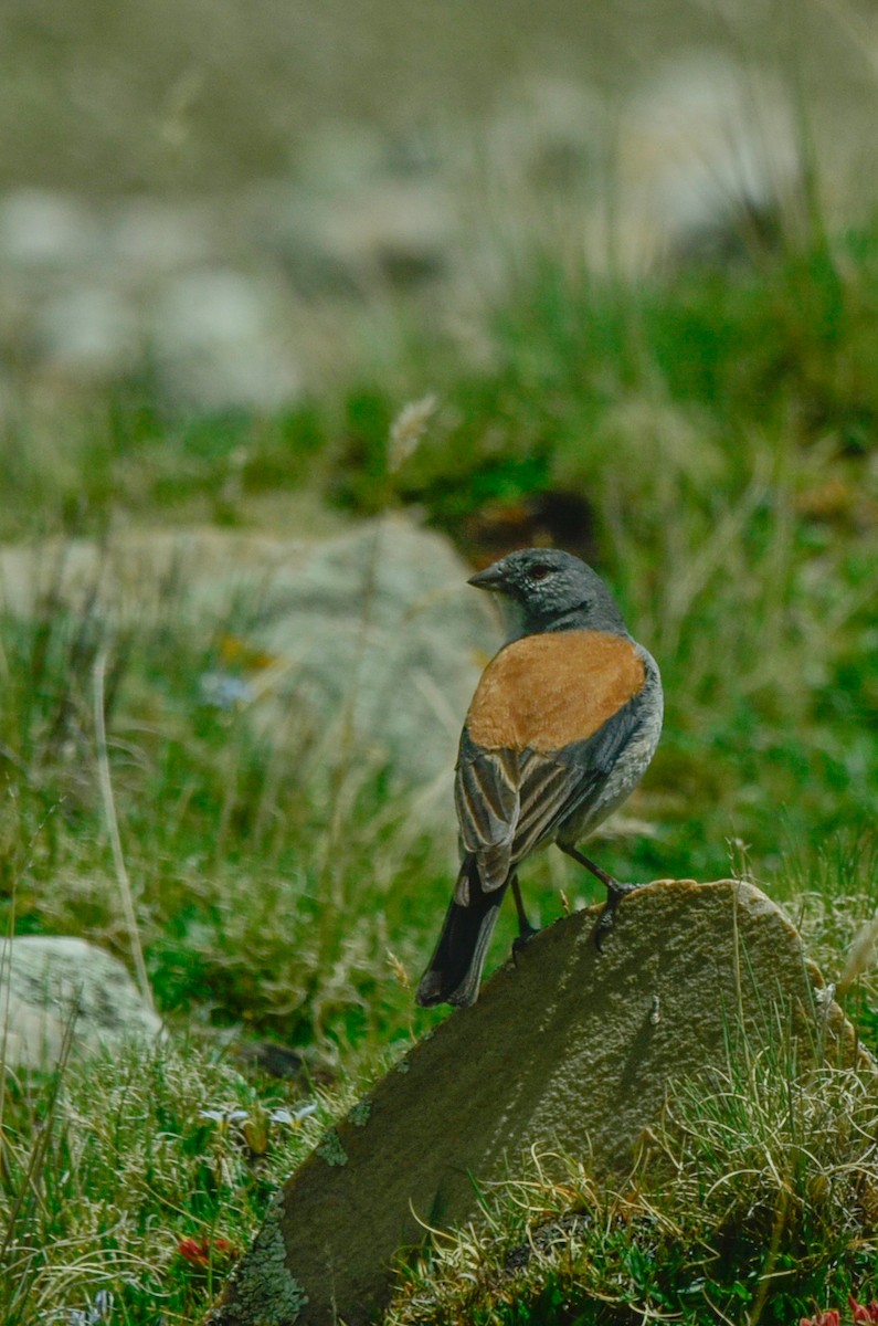 Red-backed Sierra Finch - ML620544907