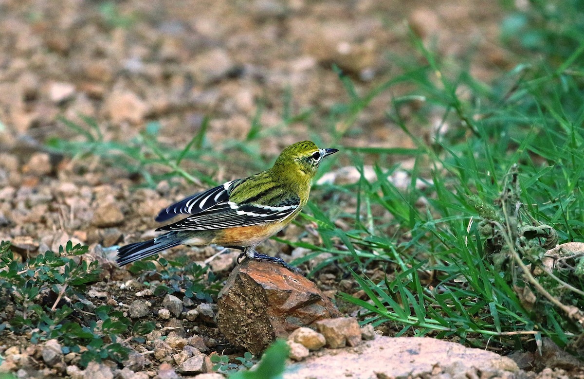 Bay-breasted Warbler - ML620544908