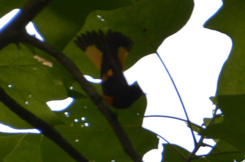 American Redstart - ML62054491