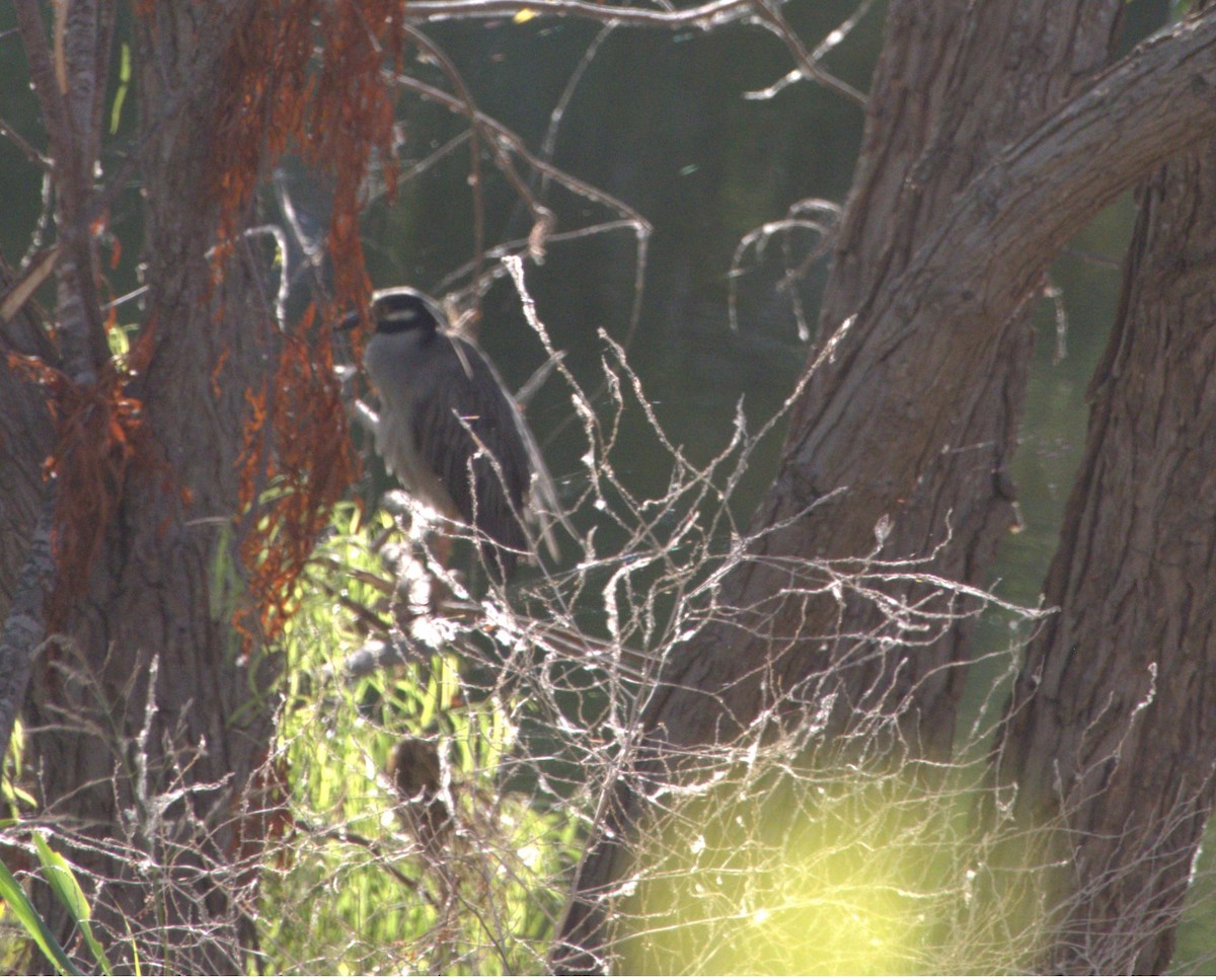 Yellow-crowned Night Heron - ML620544910