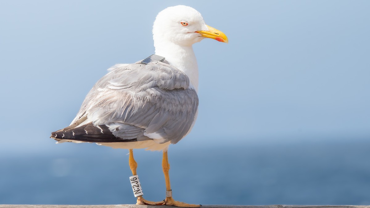 Yellow-legged Gull - ML620544915