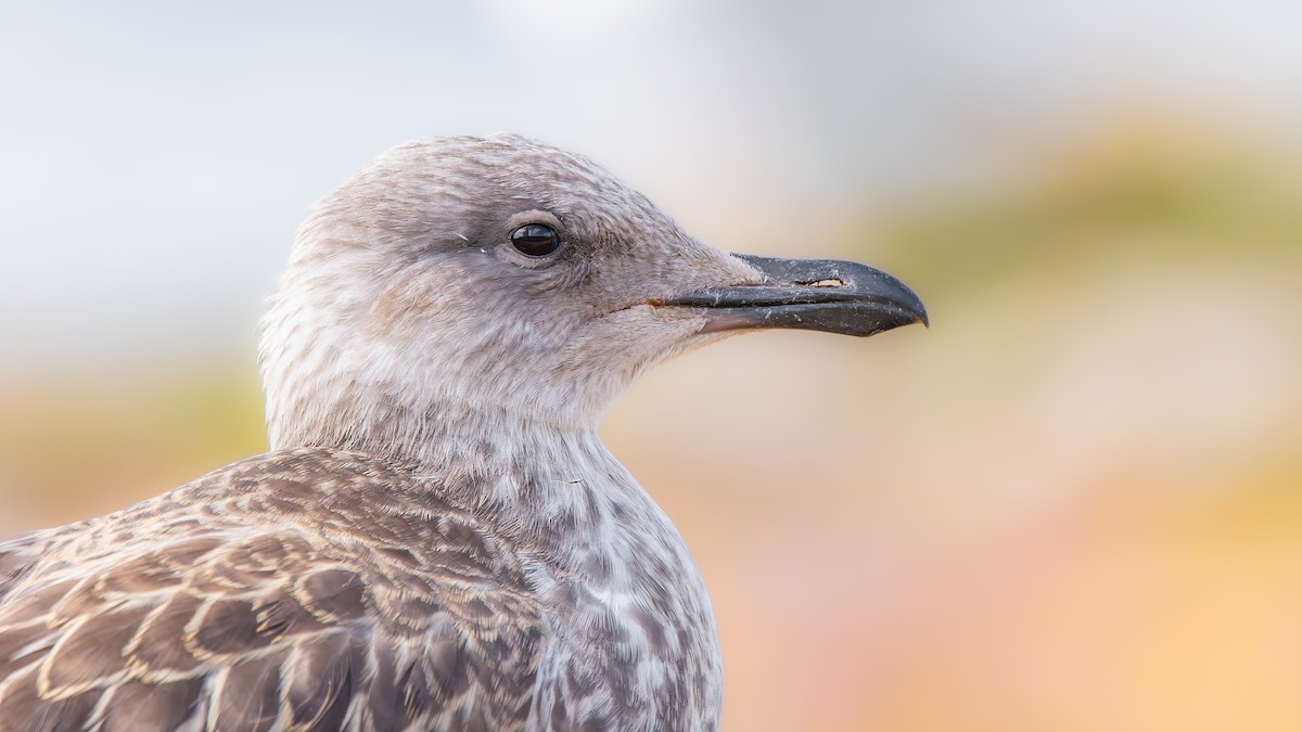 Yellow-legged Gull - ML620544916