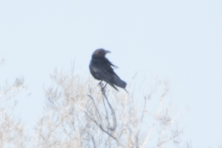 Brown-necked Raven - ML620544918