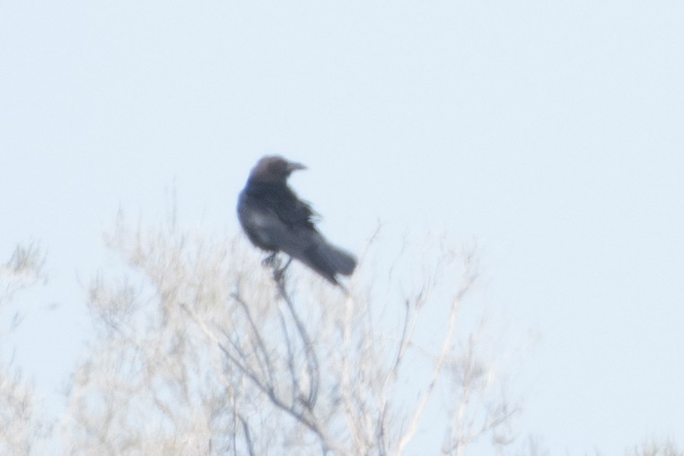 Brown-necked Raven - ML620544919