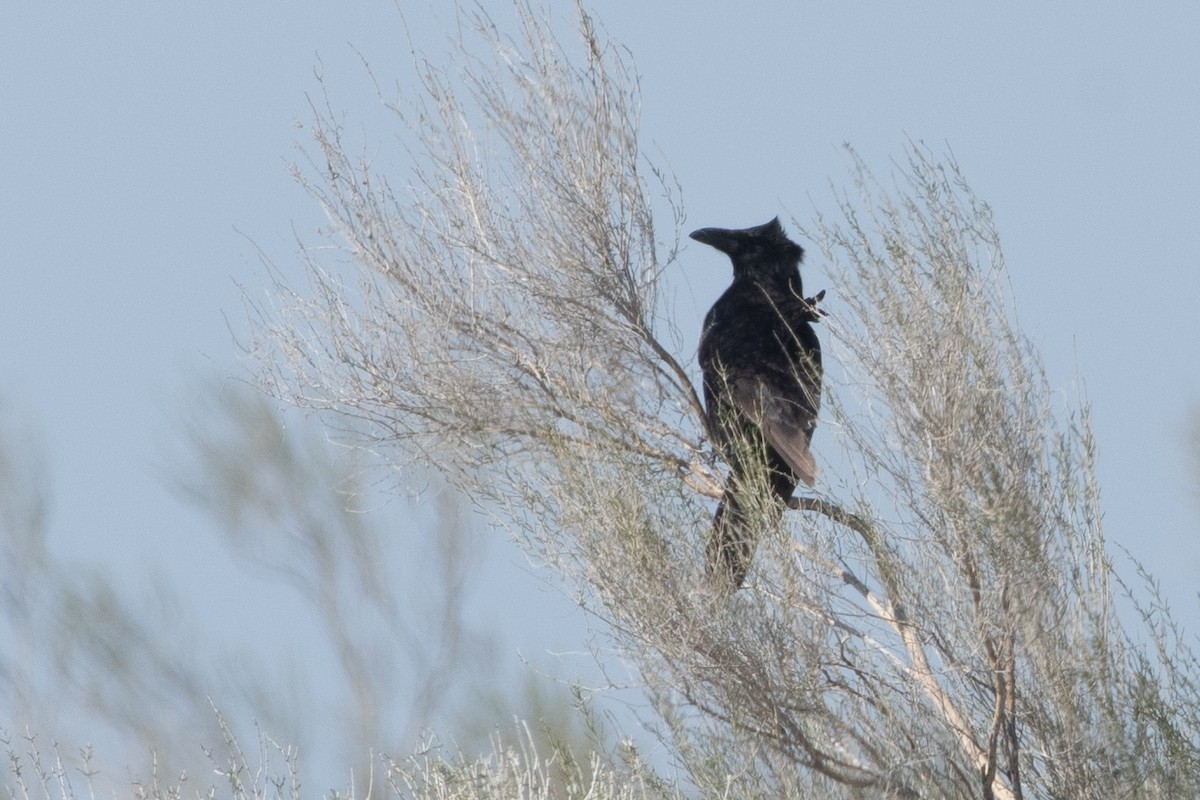 Brown-necked Raven - ML620544920