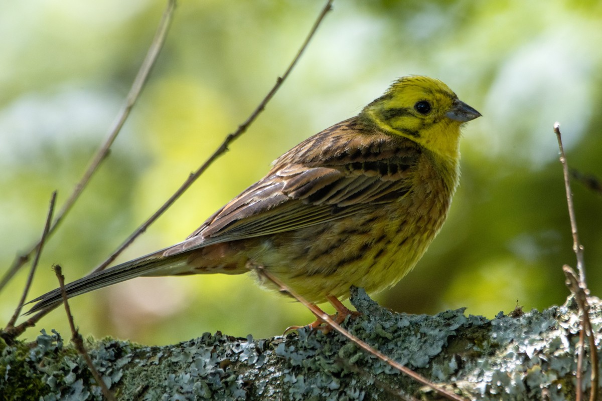 Yellowhammer - ML620544922