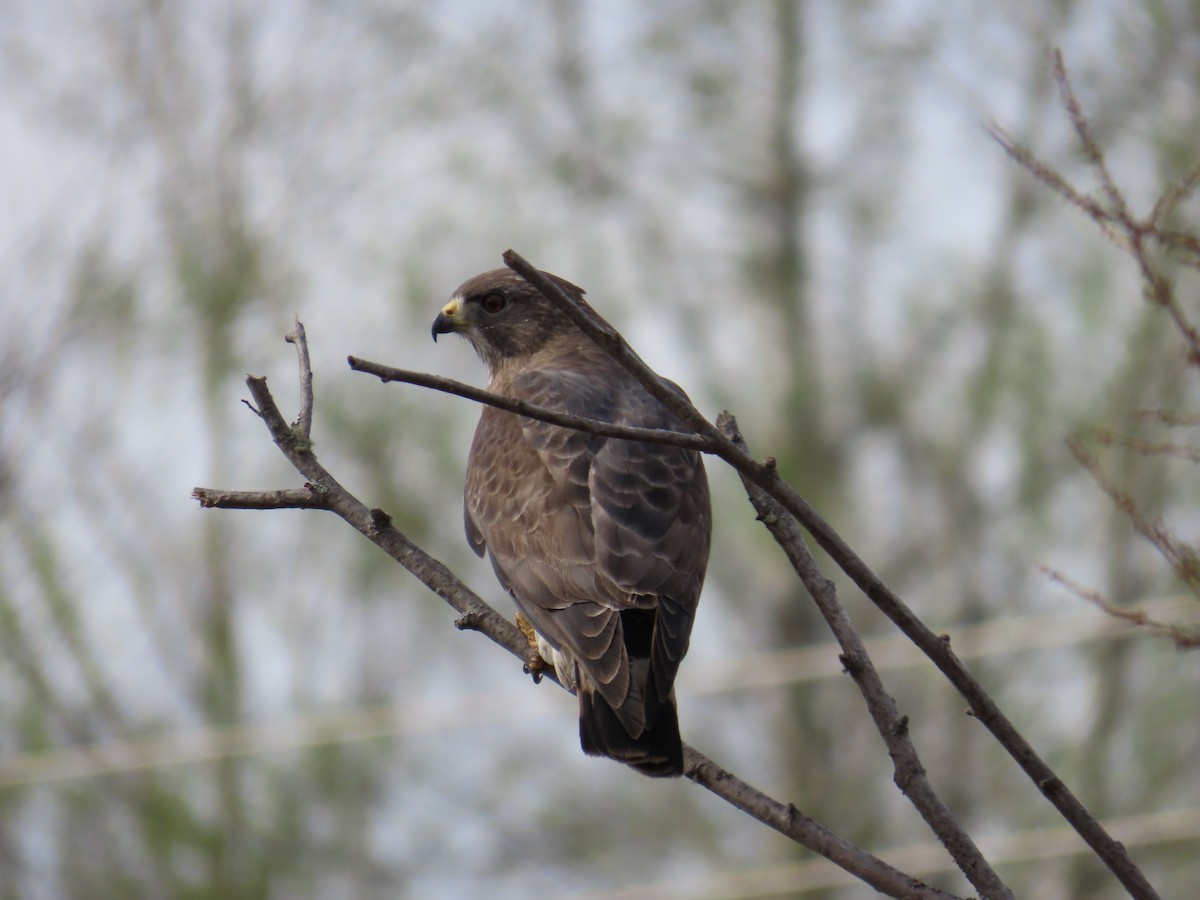 Broad-winged Hawk - ML620544923