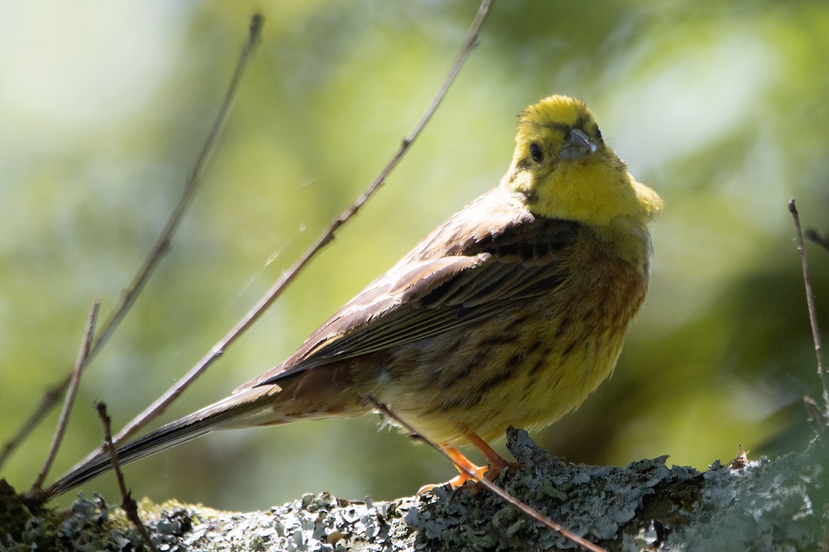 Yellowhammer - Letty Roedolf Groenenboom