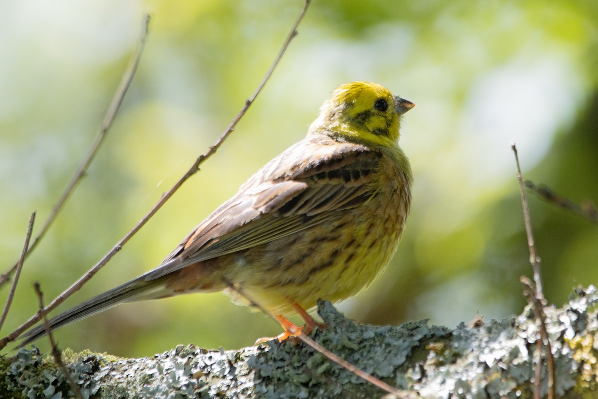 Yellowhammer - ML620544926