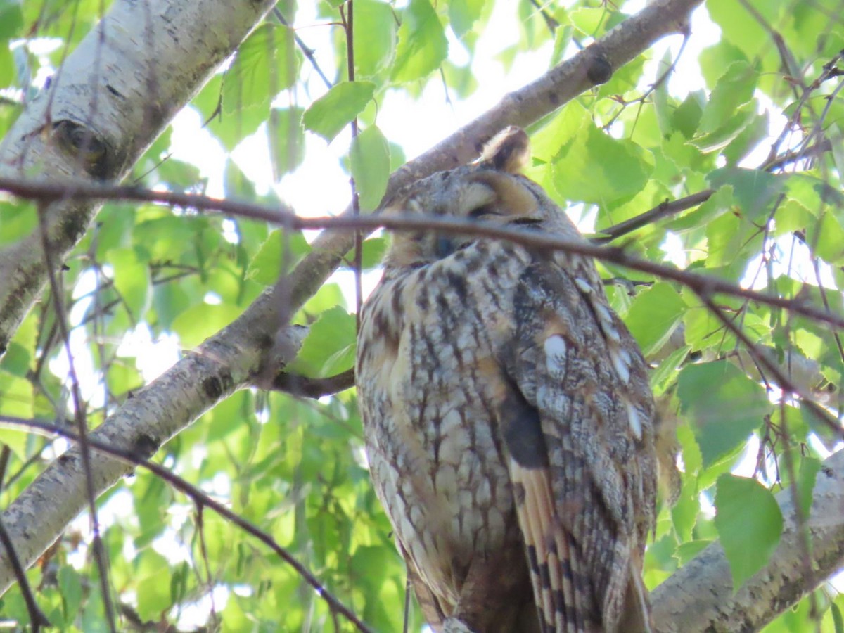 Long-eared Owl - ML620544947