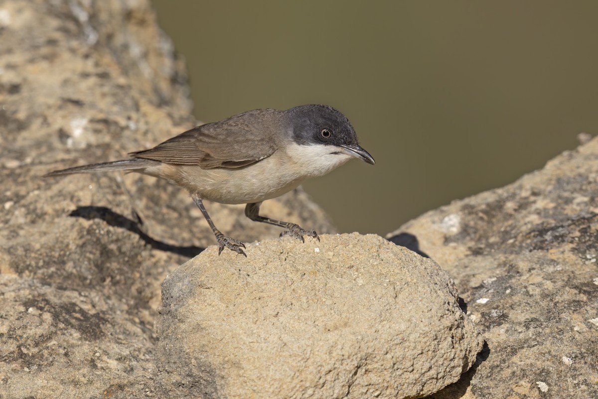 Western Orphean Warbler - ML620544957