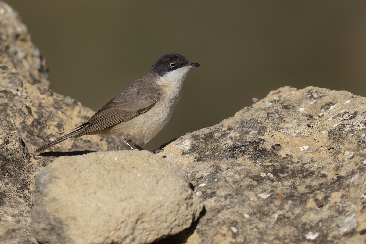 Western Orphean Warbler - ML620544961