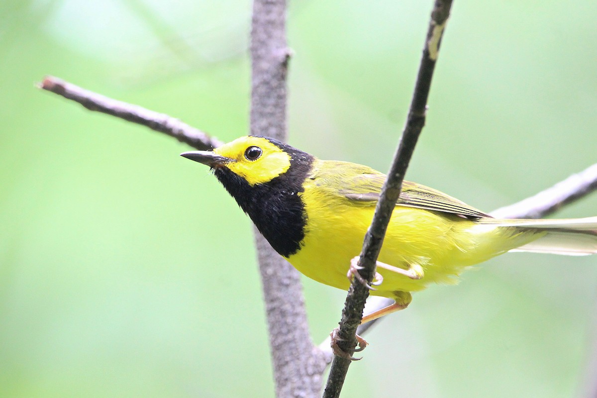 Hooded Warbler - ML620544991