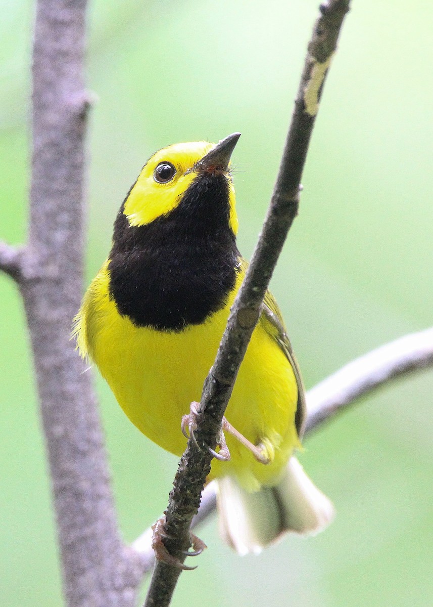 Hooded Warbler - Kelly Fox