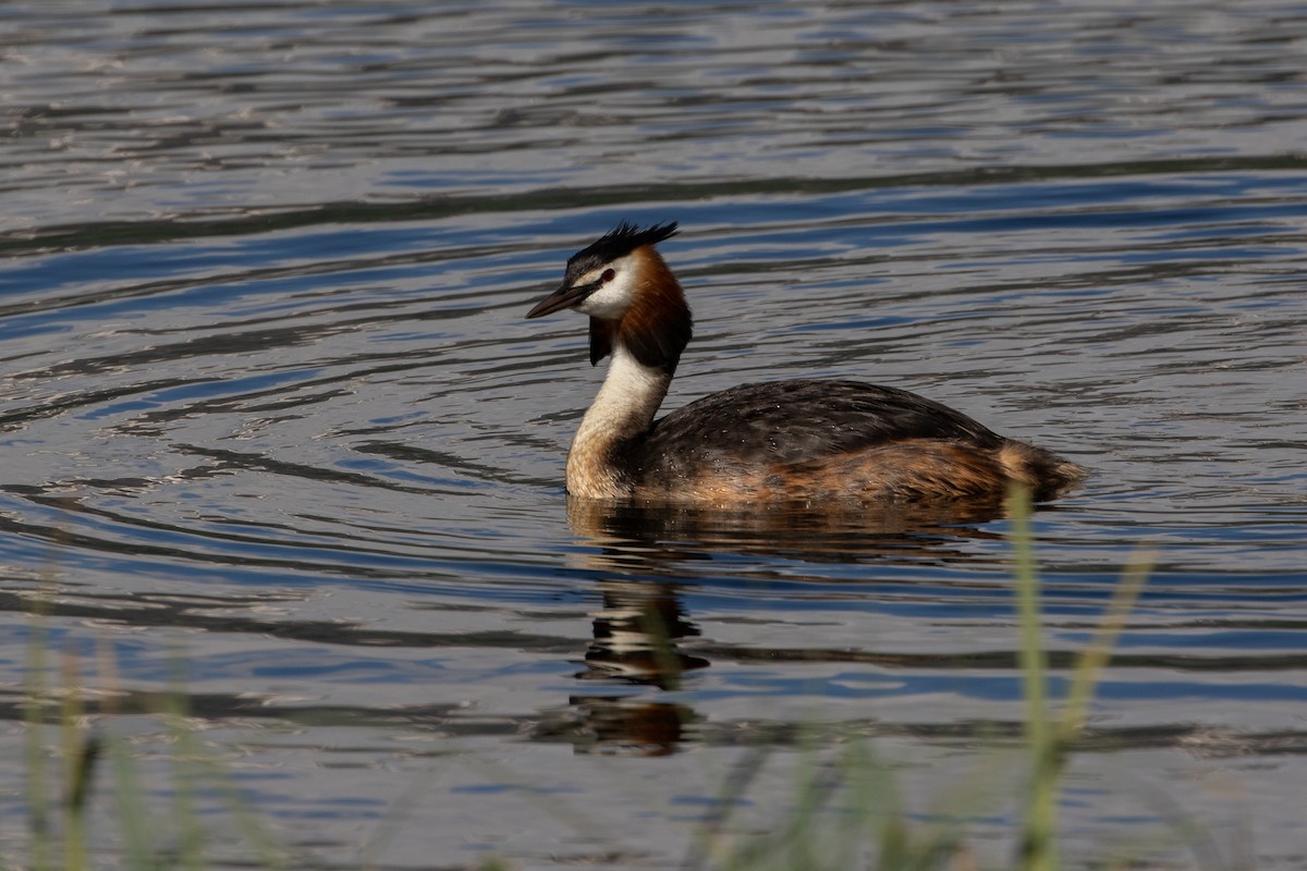 Great Crested Grebe - ML620545022