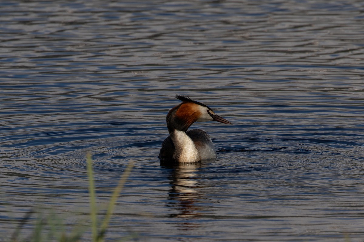 Great Crested Grebe - ML620545023